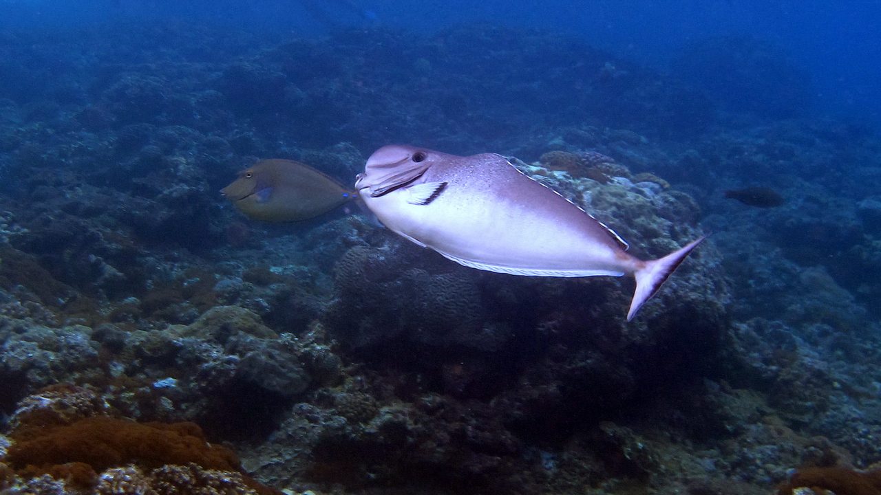Bulbnose Unicornfish