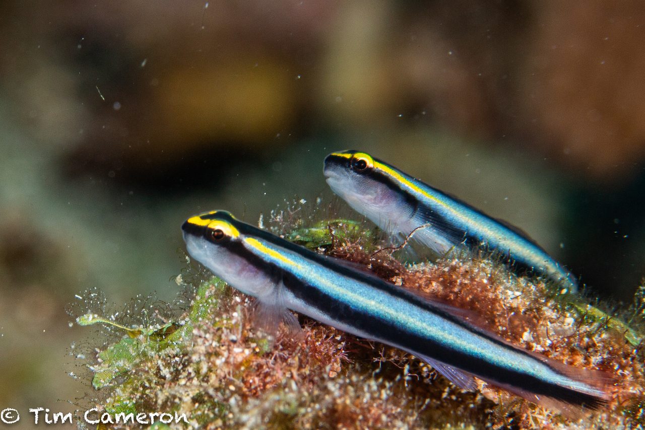 Peacock Prawn Goby