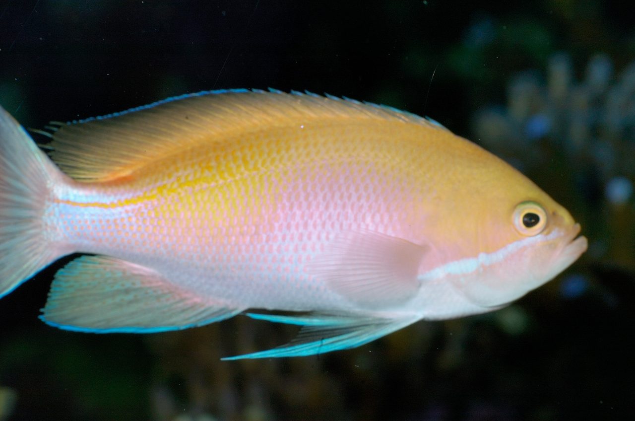 Marcia's Anthias