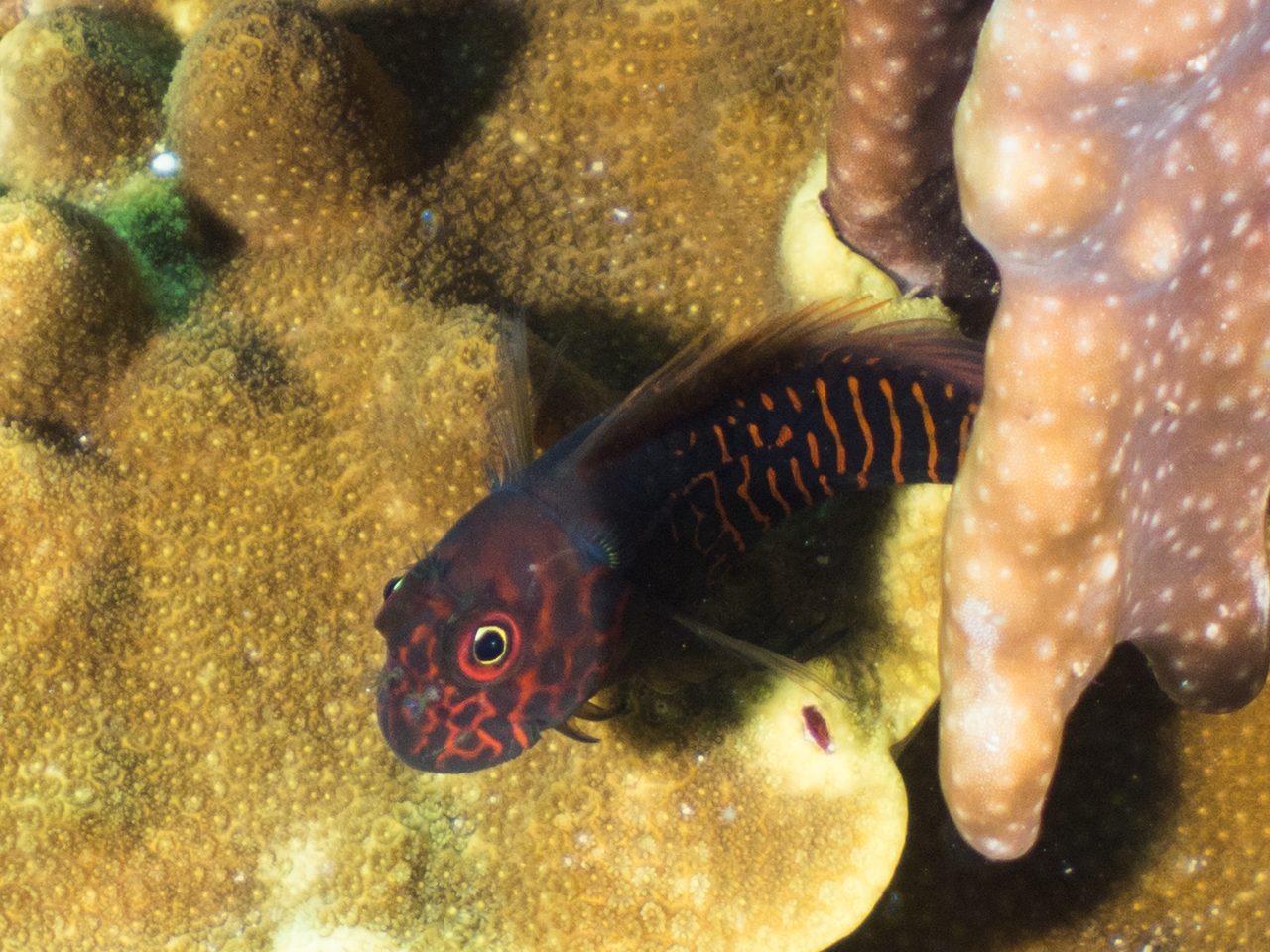 Red-Streaked Blenny