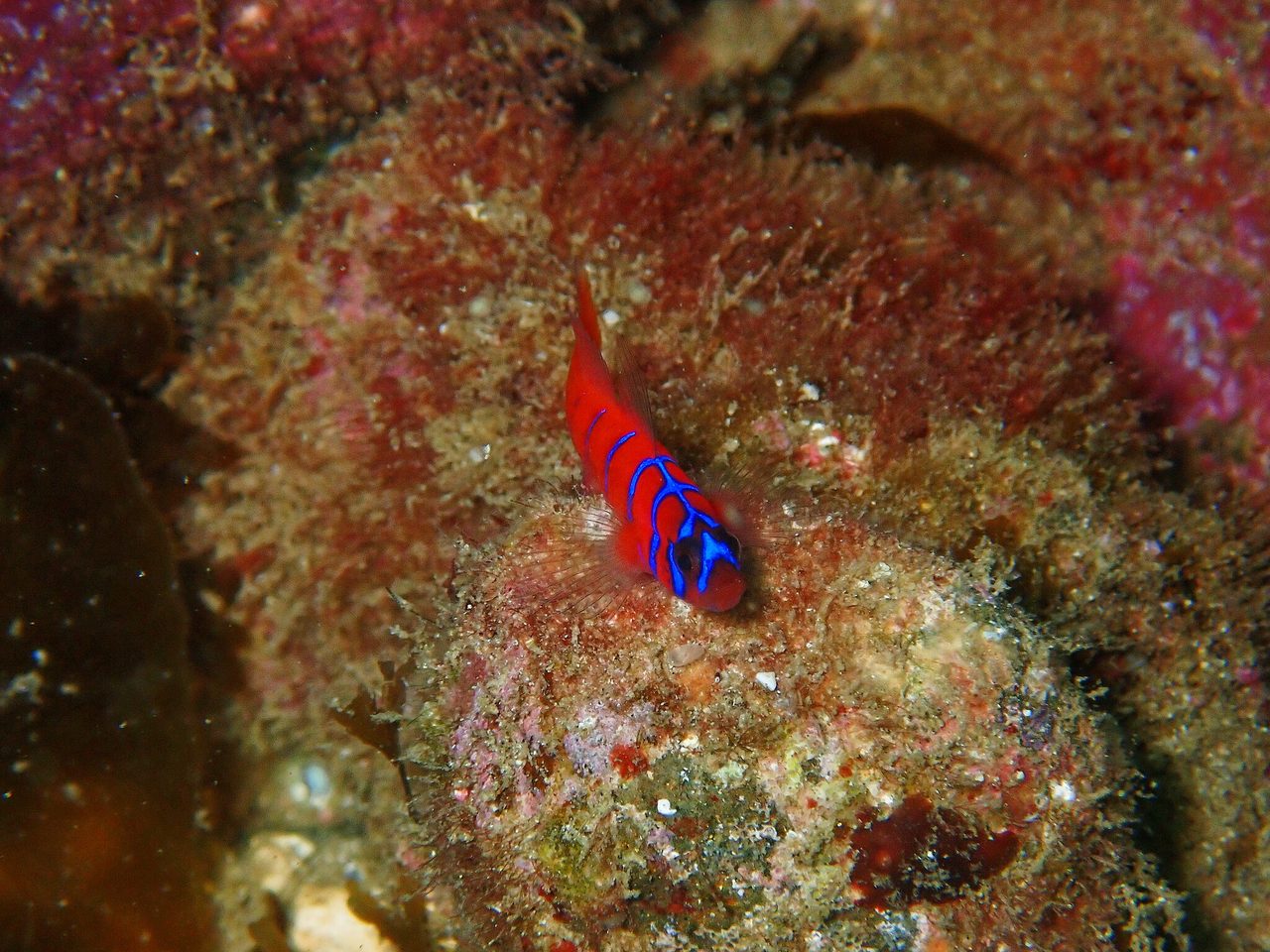 Catalina Goby
