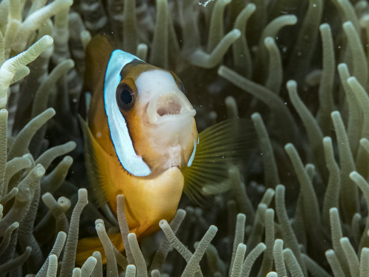 Clark's Clownfish