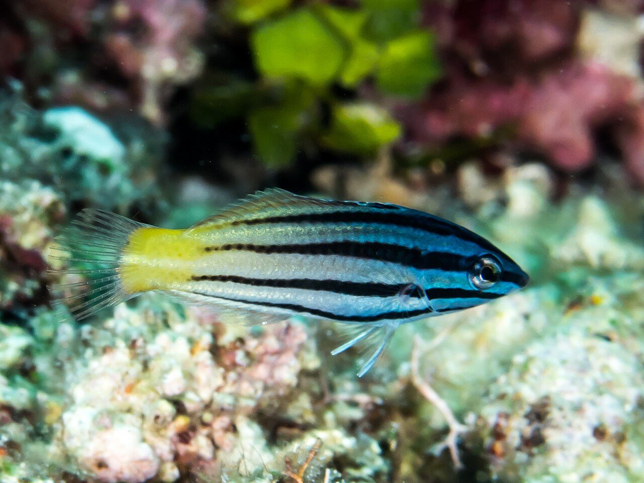 Two Tone Wrasse