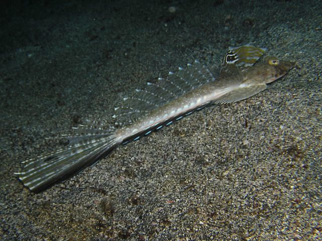 Japanese Dragonet