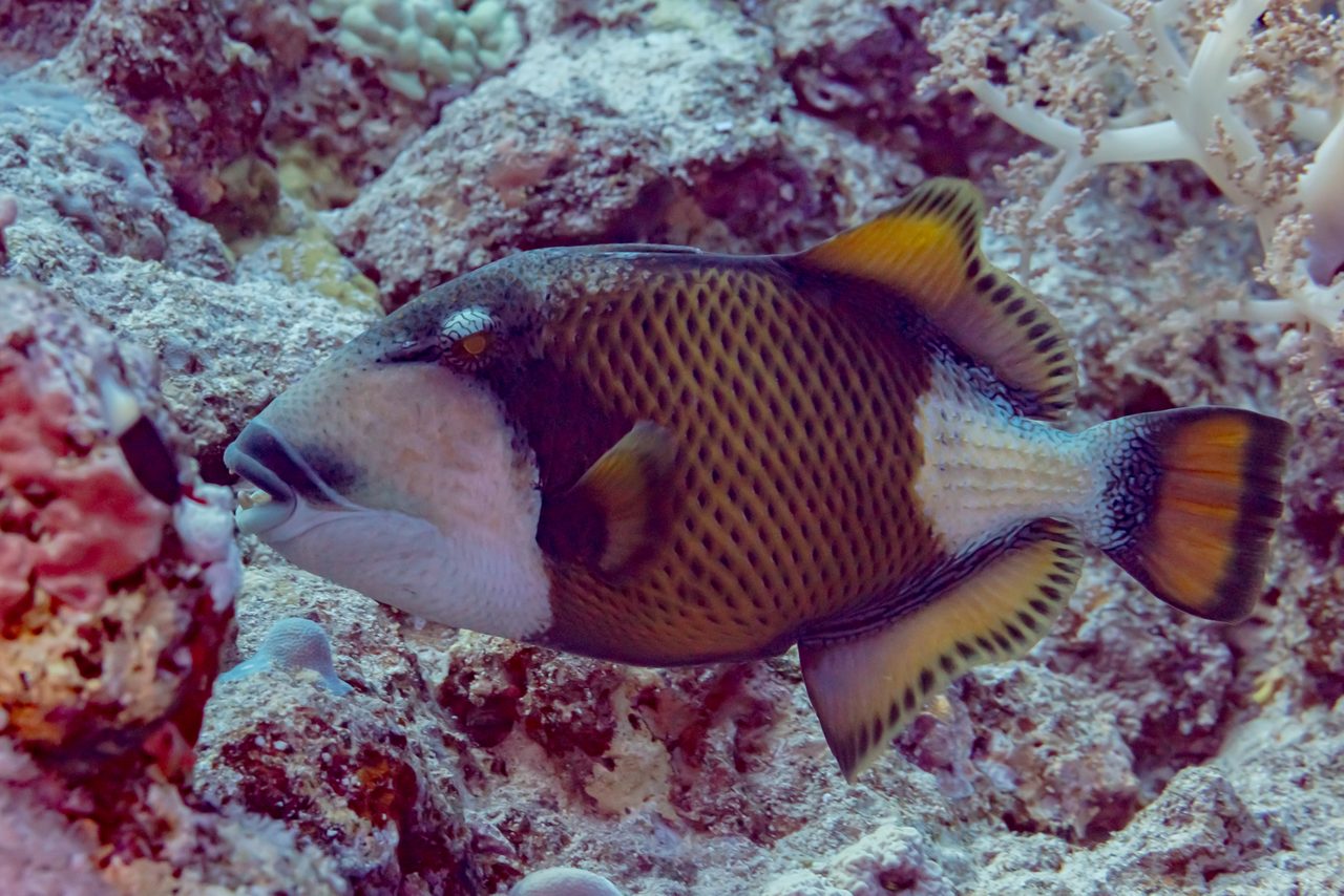 Titan Triggerfish