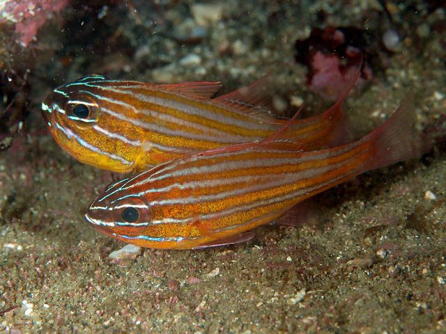Orange-Lined Cardinalfish