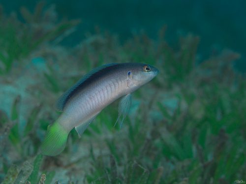 Pes' Dottyback