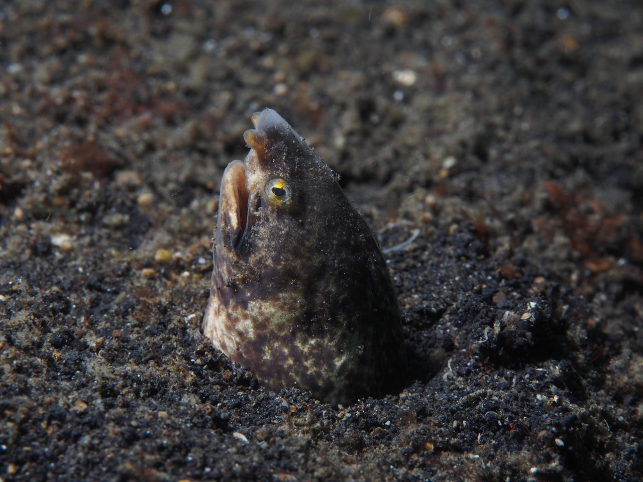 Marbled Snake Eel