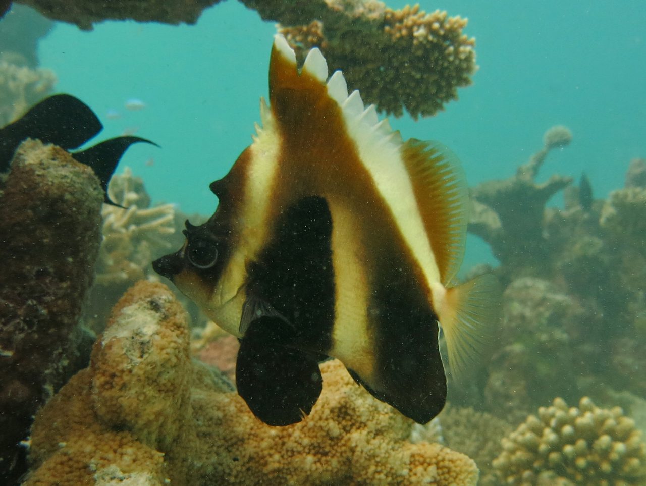 Phantom Bannerfish