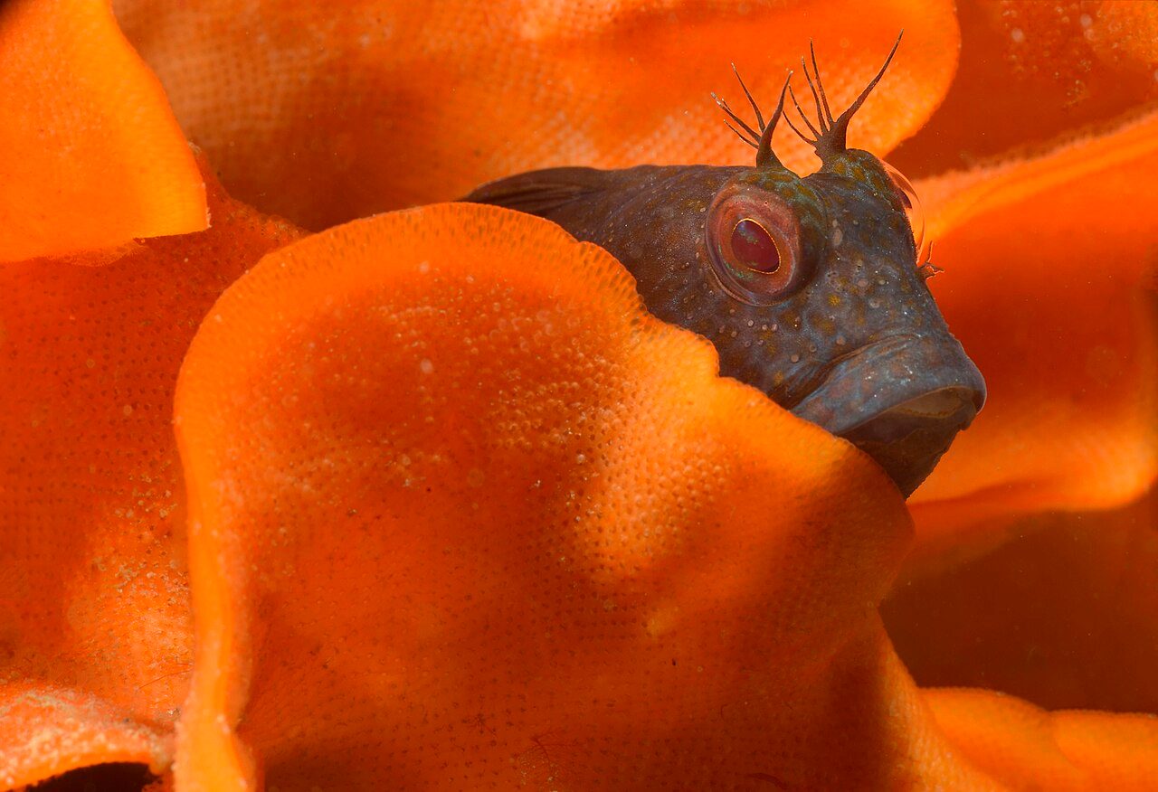 Red-spotted Blenny