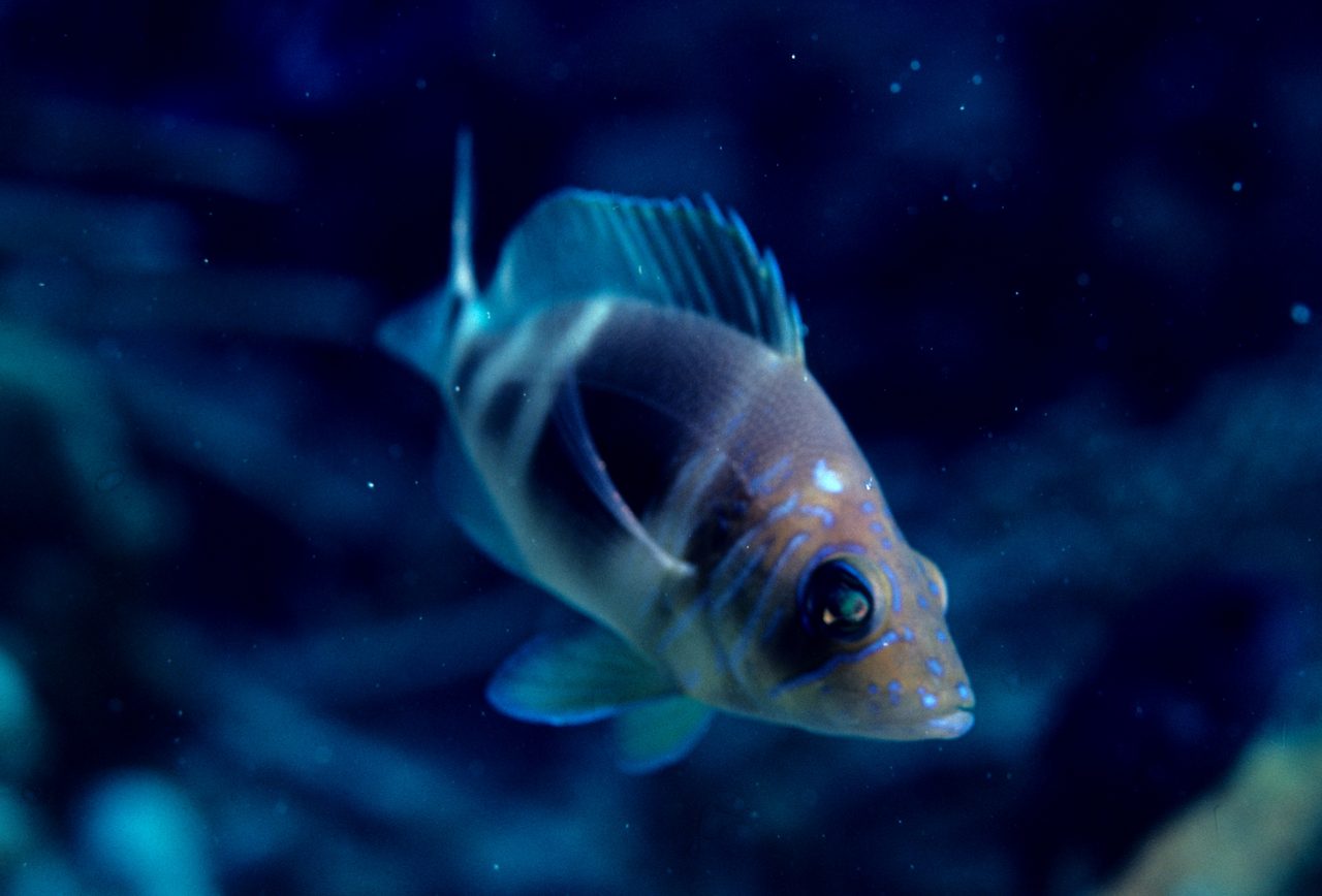 Barred Hamlet