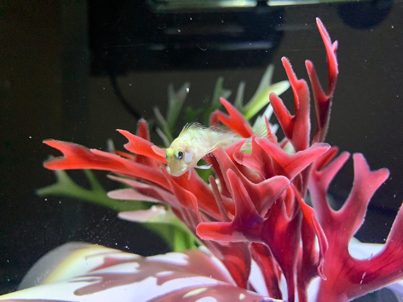 Molly Miller Blenny