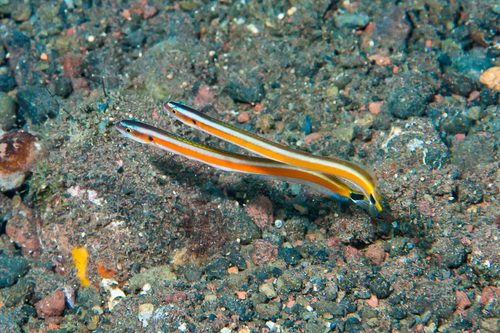 Curious Wormfish