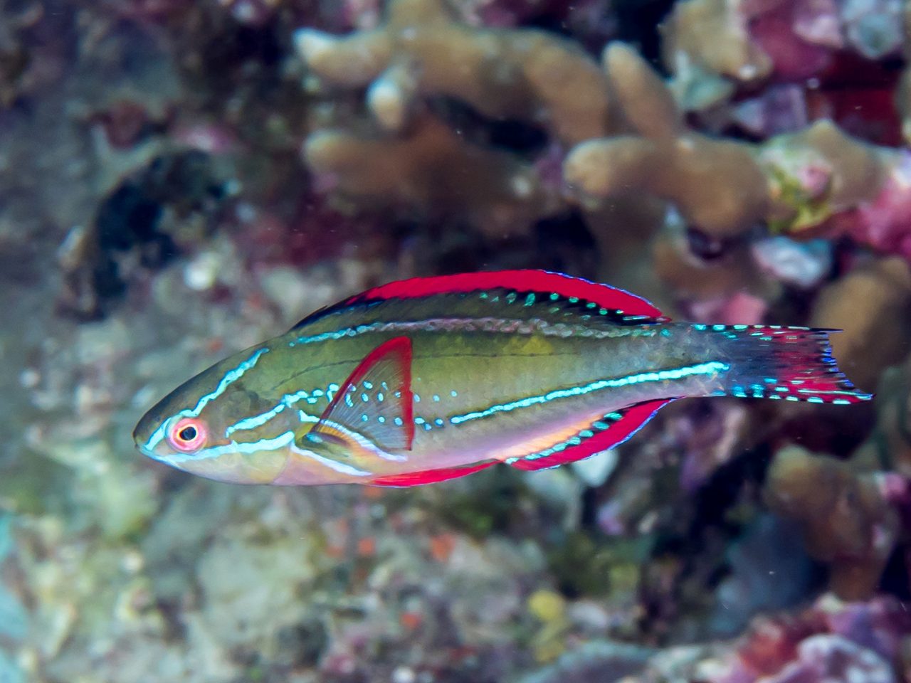 Exquisite Fairy Wrasse