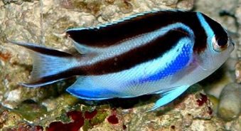 Ornate Angelfish