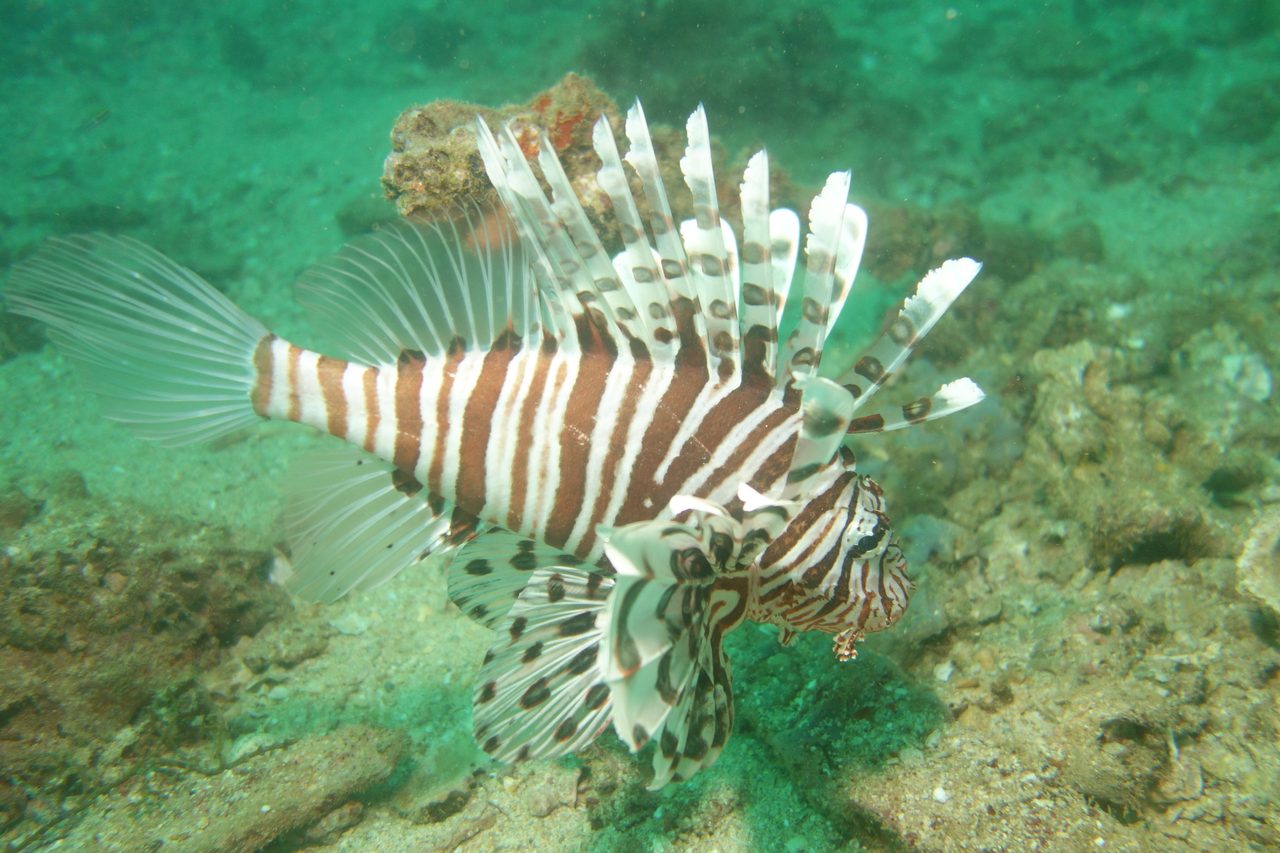 Russell's Lionfish