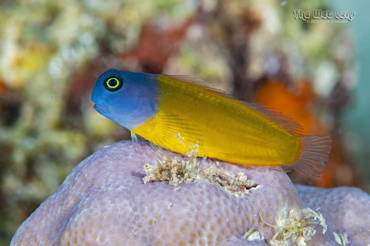 Blue and Gold Blenny