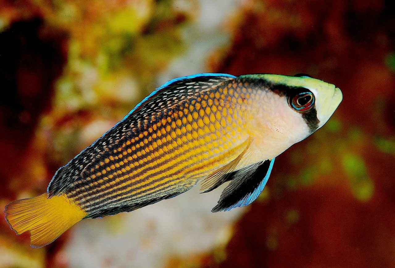 Sun Dottyback