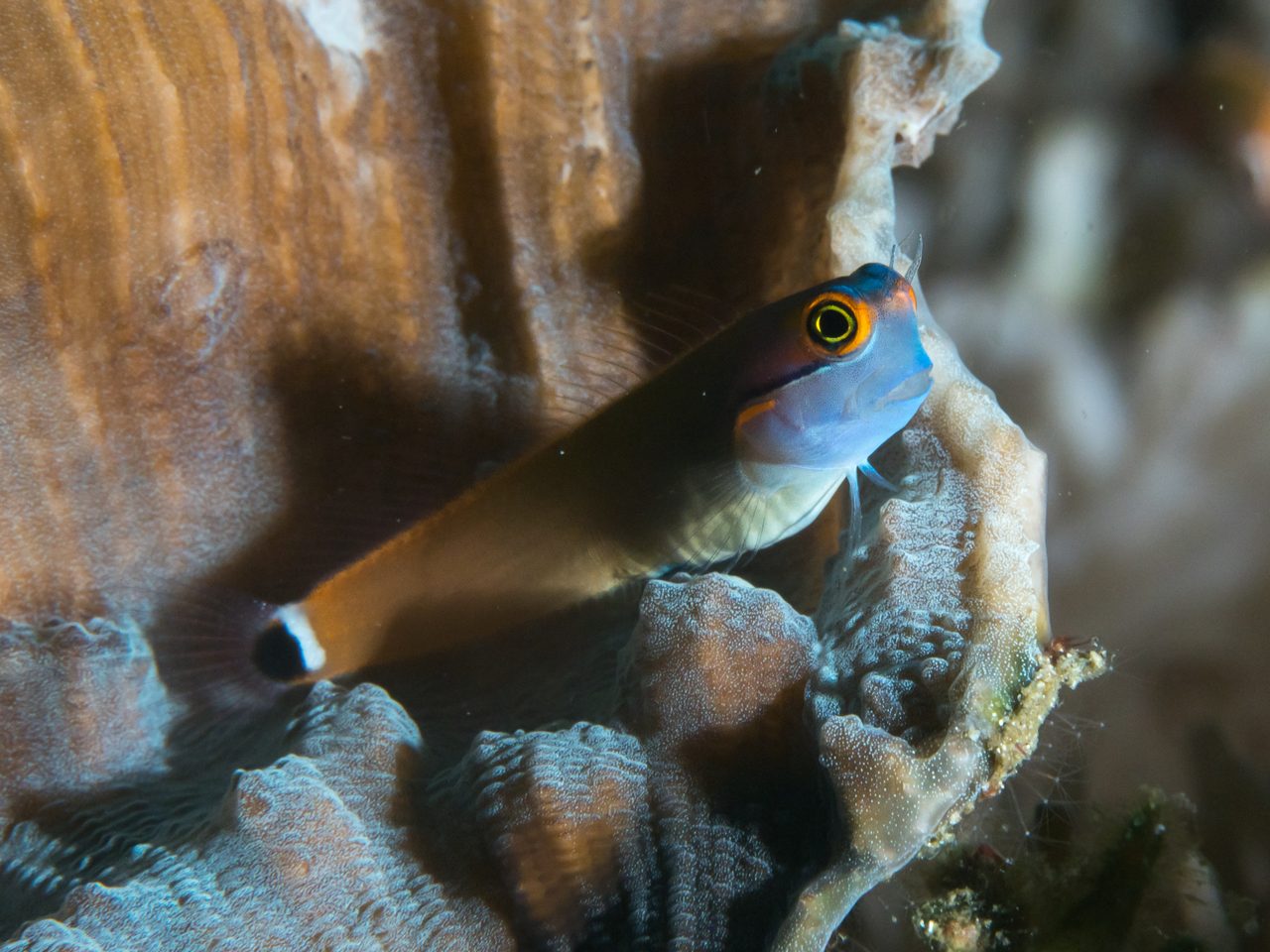 Tailspot Blenny