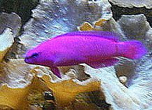 Cole's Dottyback