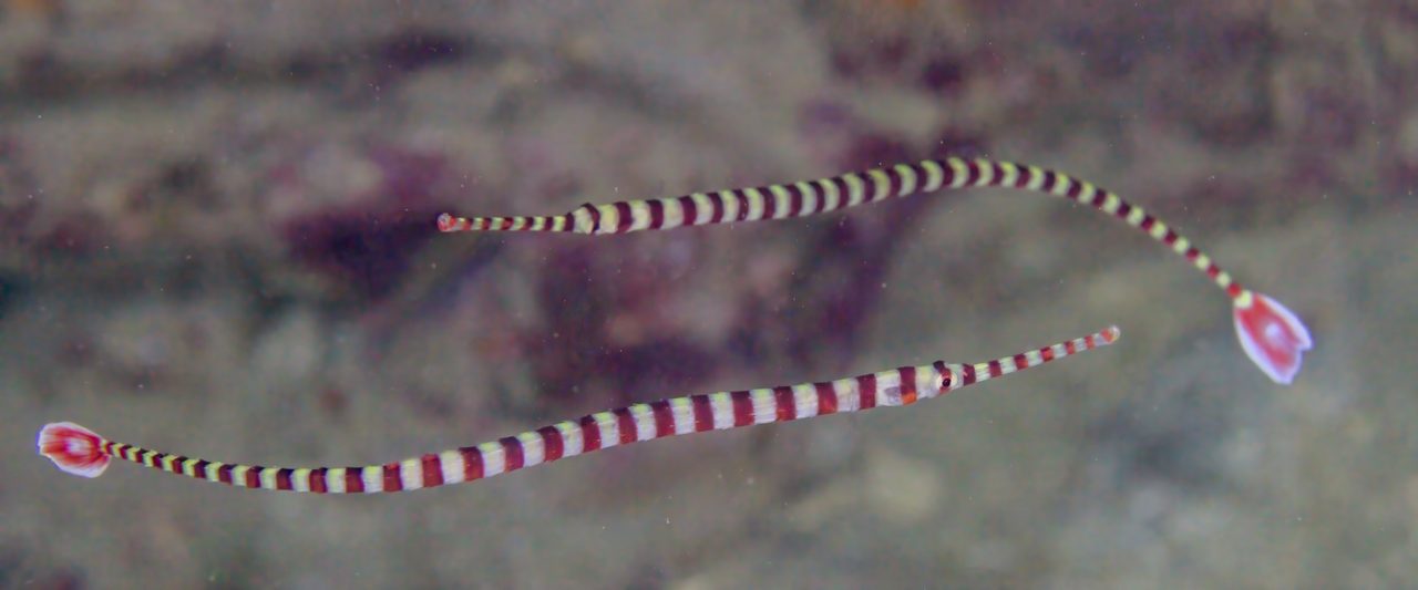 Ringed Pipefish