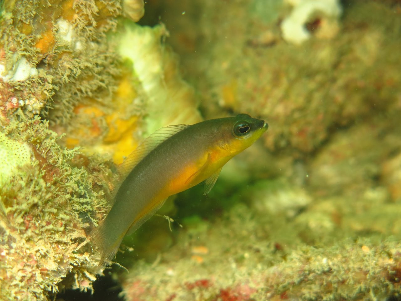 Ransonnet's Dottyback