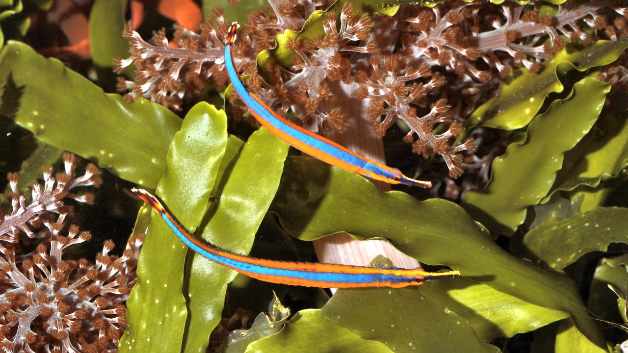 Bluestripe Pipefish