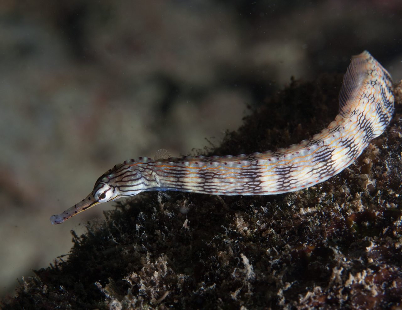 Banded Pipefish