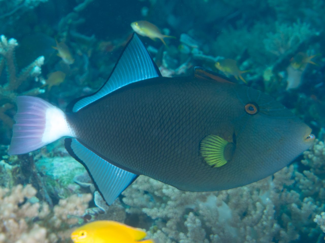 Pinktail Triggerfish