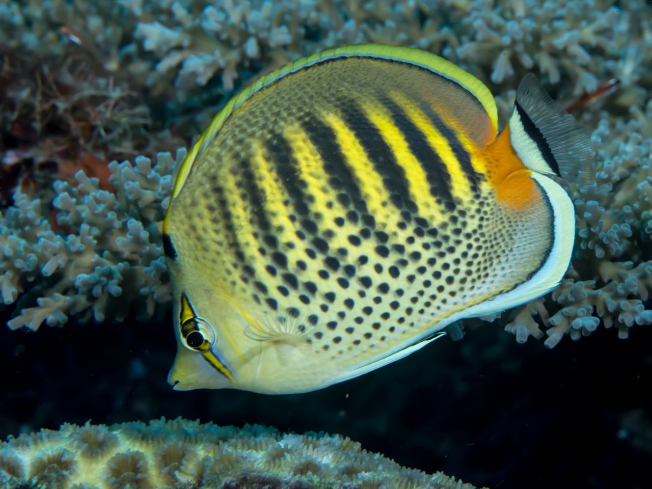 Spotband Butterflyfish