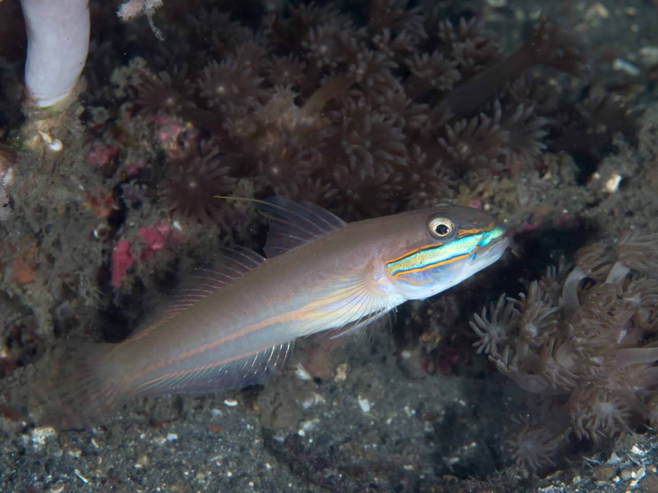 Sleeper Green Banded Goby