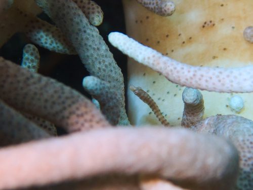 Short-Head Pipefish