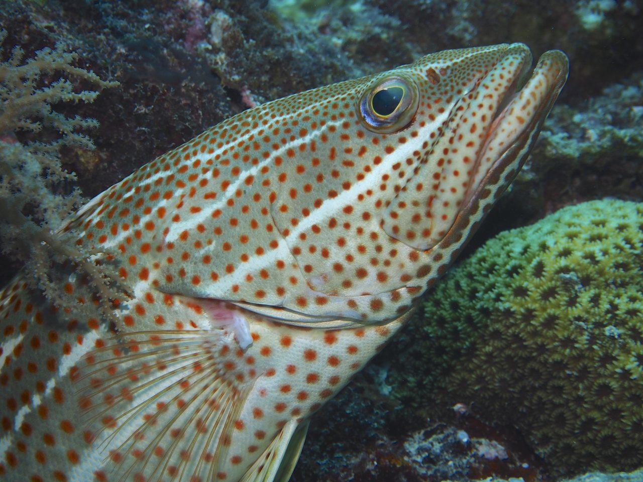 Slender Grouper