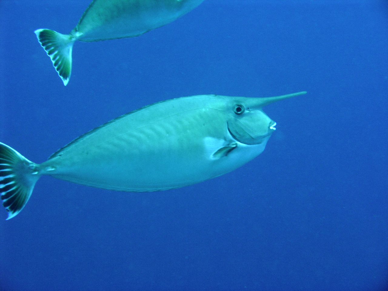 Whitemargin Unicornfish