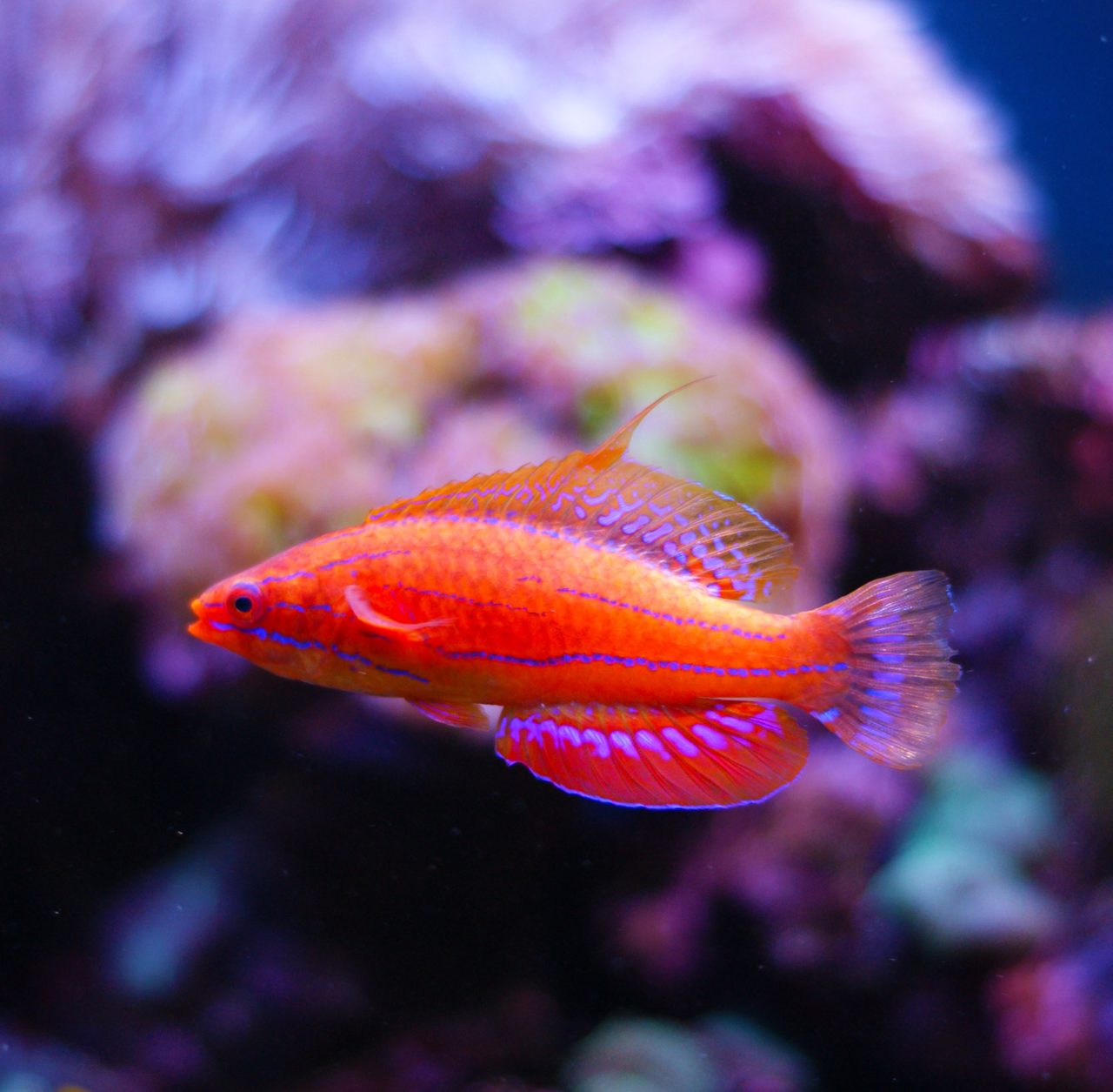 Walton's Flasher Wrasse