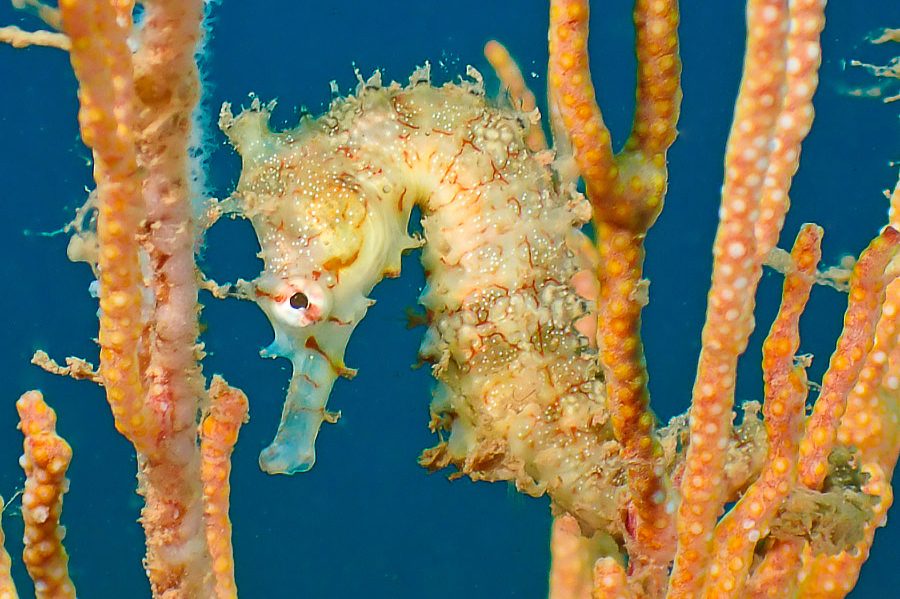 Narrow-Bellied Seahorse