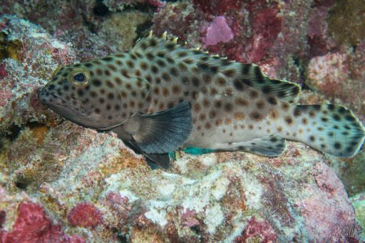 Snubnose Grouper