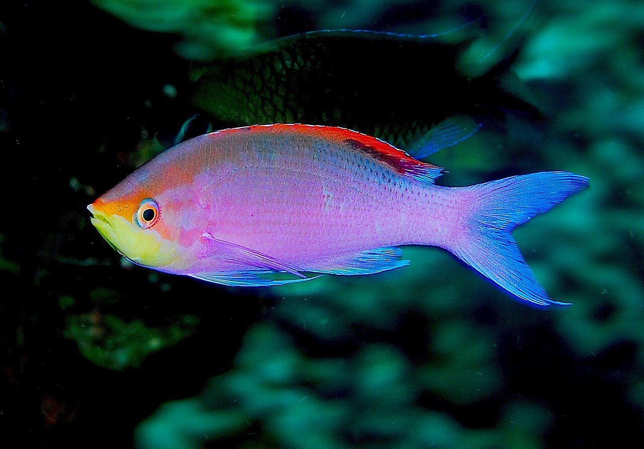 Queen Purple Anthias
