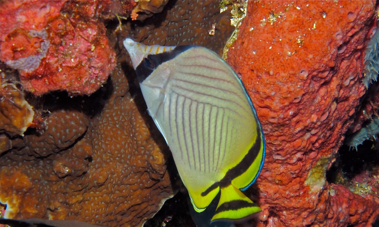 Vagabond Butterflyfish