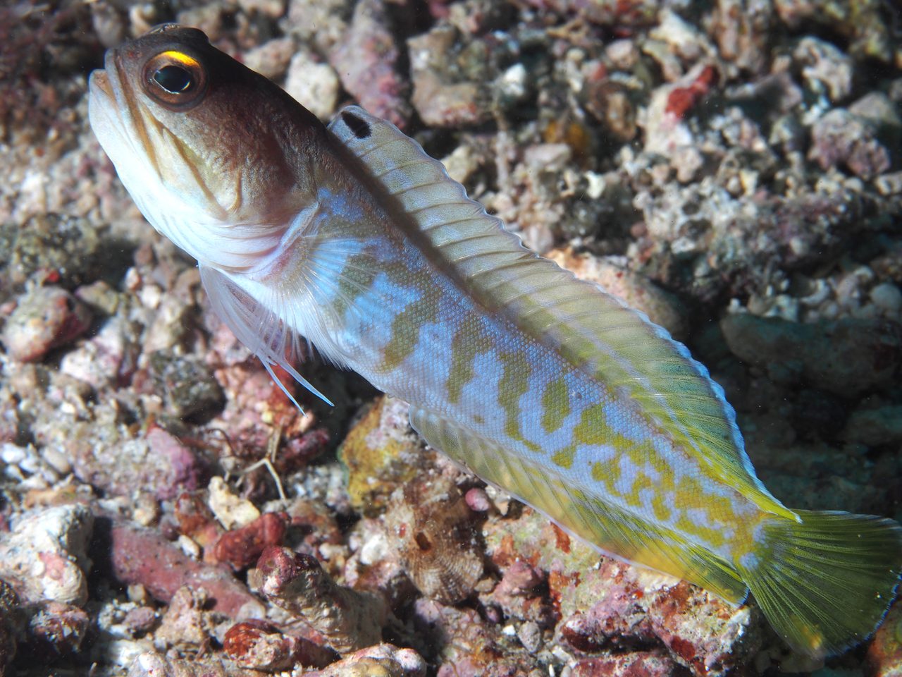 Black Cap Jawfish