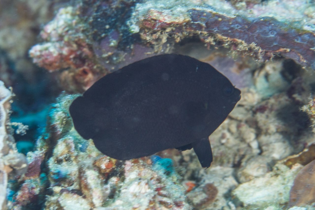Midnight Angelfish