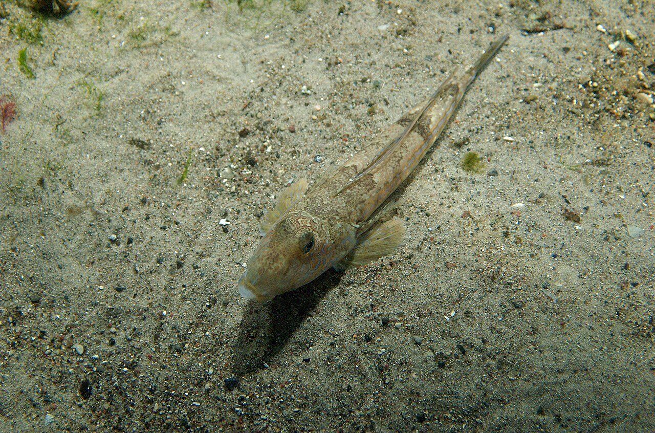 Common Dragonet