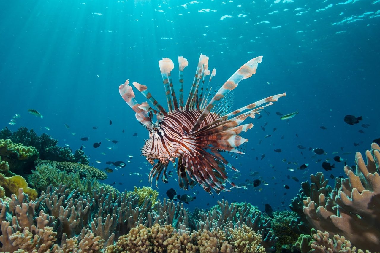 Frill-fin Turkeyfish