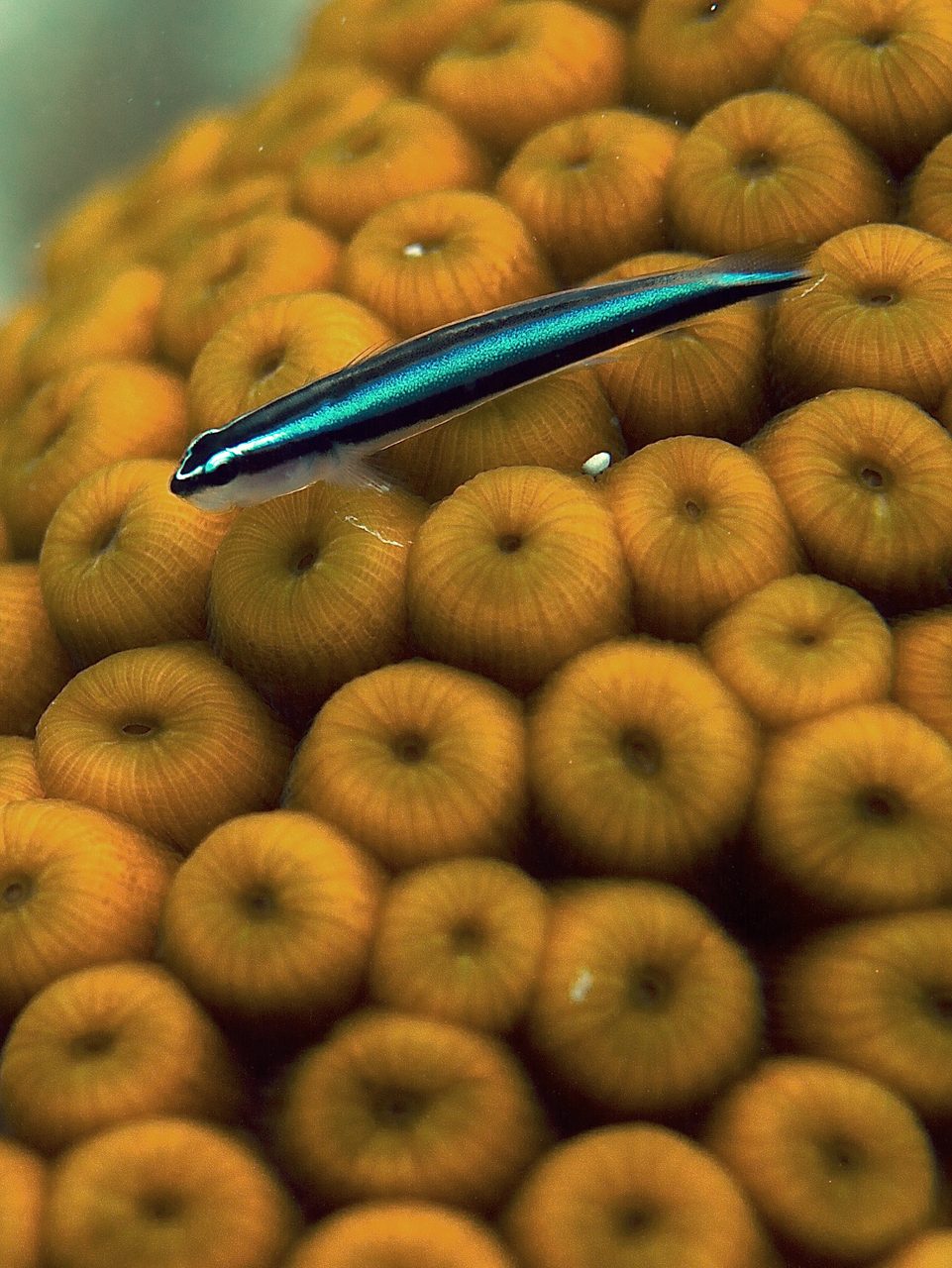 Citron Goby