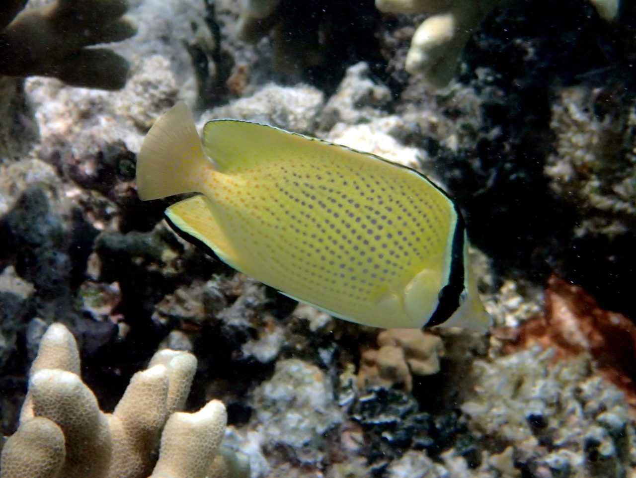Speckled Butterflyfish