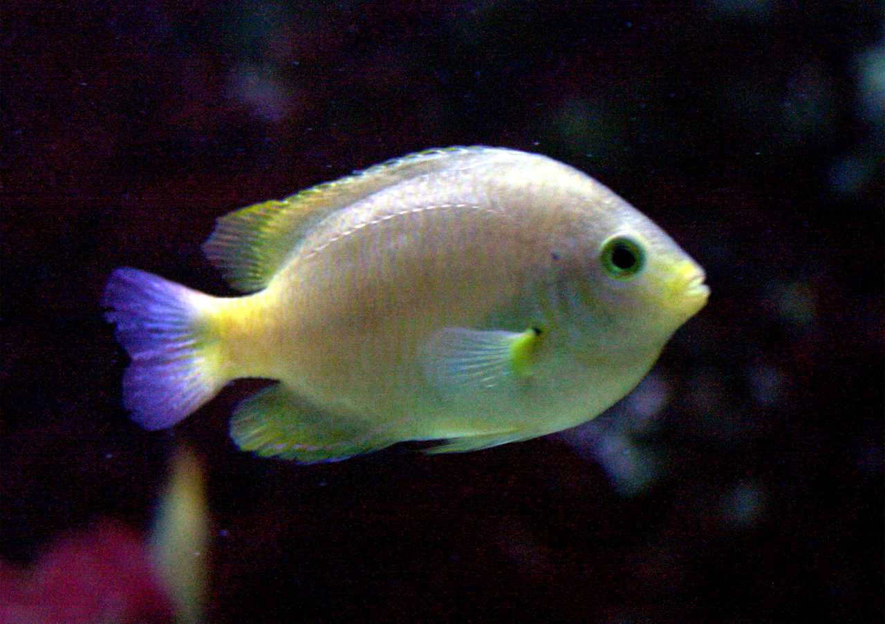 Lemon Damselfish