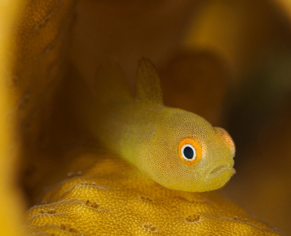 Yellow Clown Goby