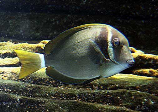 Whitebar Surgeonfish