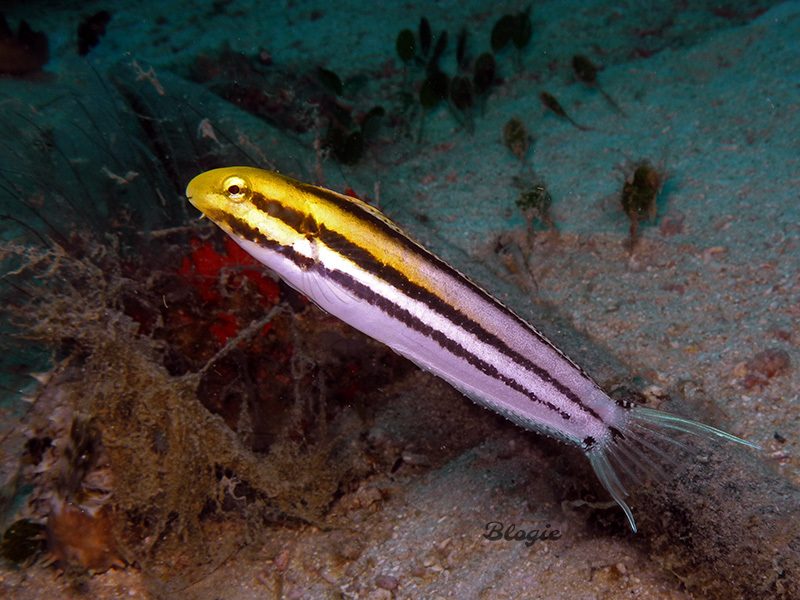 Striped Poison-Fang Blenny