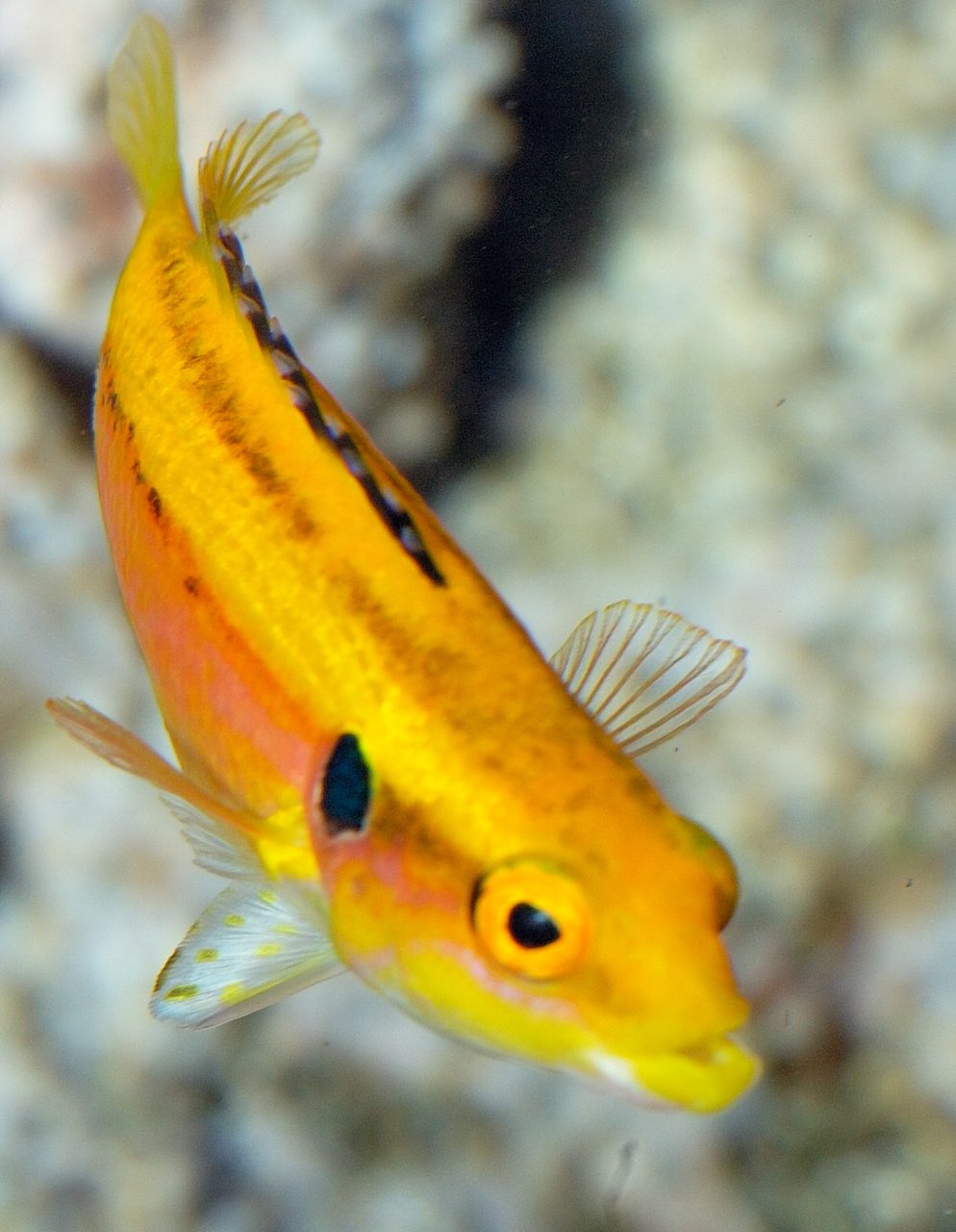 Yellow Candy Hogfish